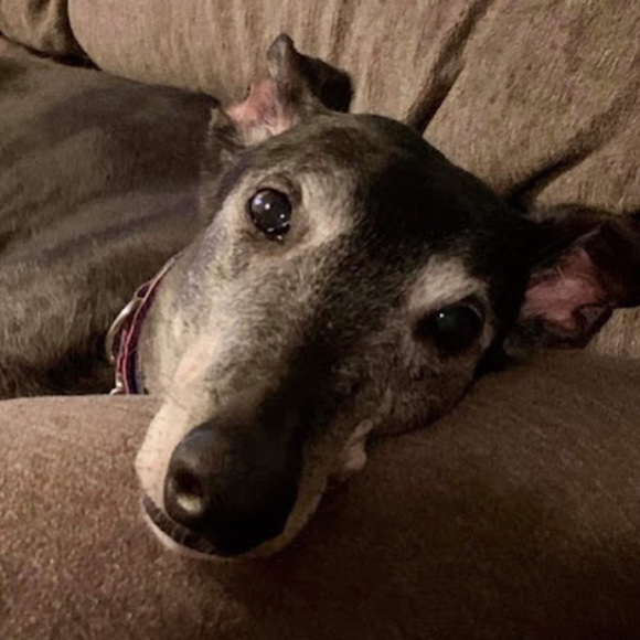 Meet your Posher, Toni - Picture 1 of 1